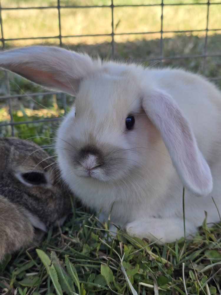 Holland Lop Mix (buck)