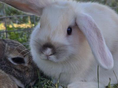 Holland Lop Mix (buck)