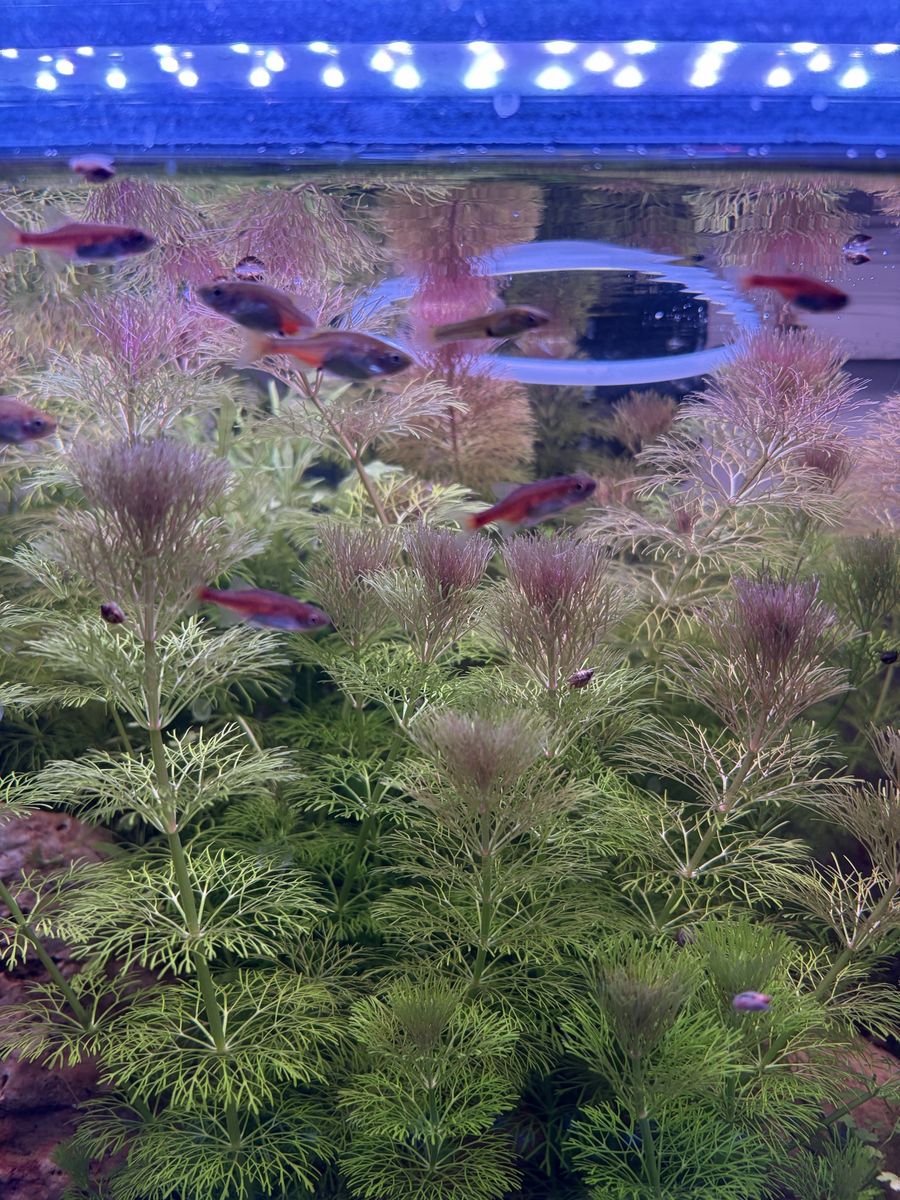 Red Dwarf Rasbora (Microrasbora rubescens) Nano Fish for Aquarium