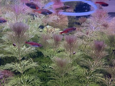 Red Dwarf Rasbora (Microrasbora rubescens) Nano Fish for Aquarium