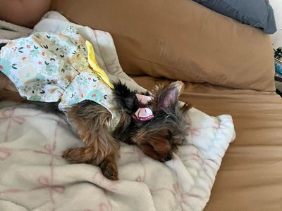 1 Year Old Female Yorkie