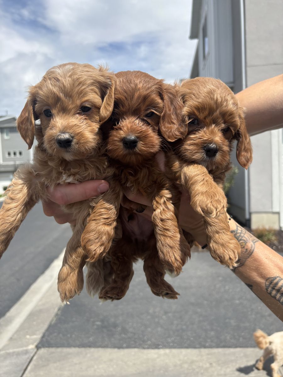 Toy goldendoodle puppies (5-9 lbs fully grown)