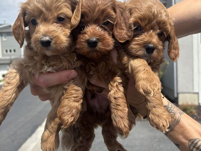 Toy goldendoodle puppies (5-9 lbs fully grown)