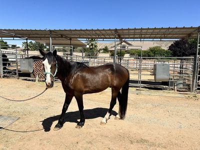 15 year old Mustang Gelding