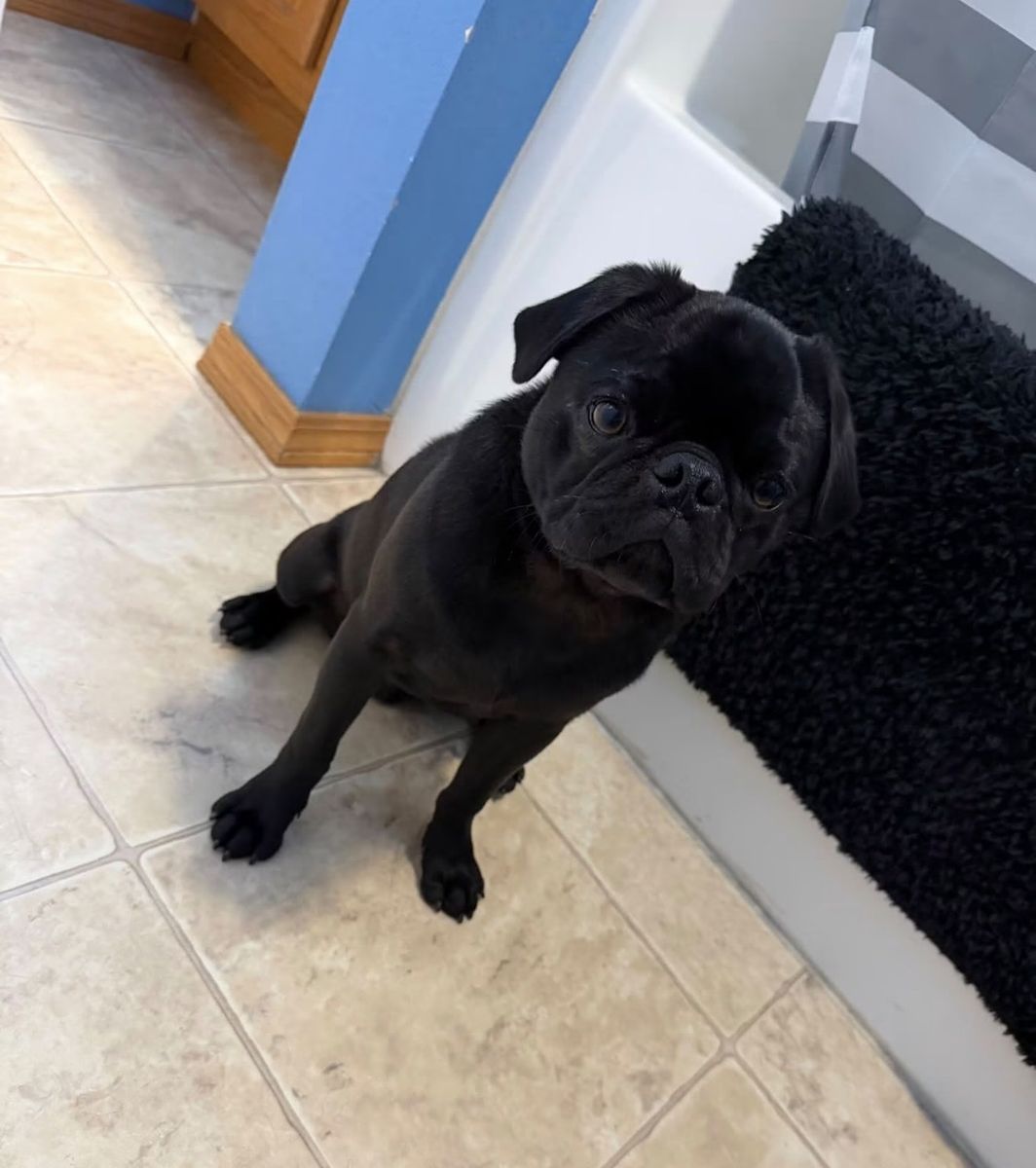 Our sweet boy Kiwi …