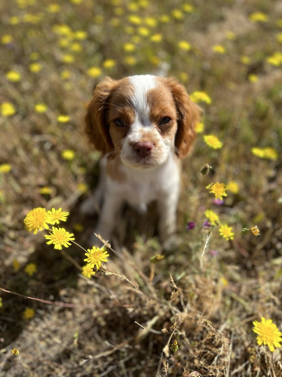 Cavalier King Charles Puppies COMING SOON!