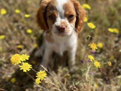 Cavalier King Charles Puppies COMING SOON!