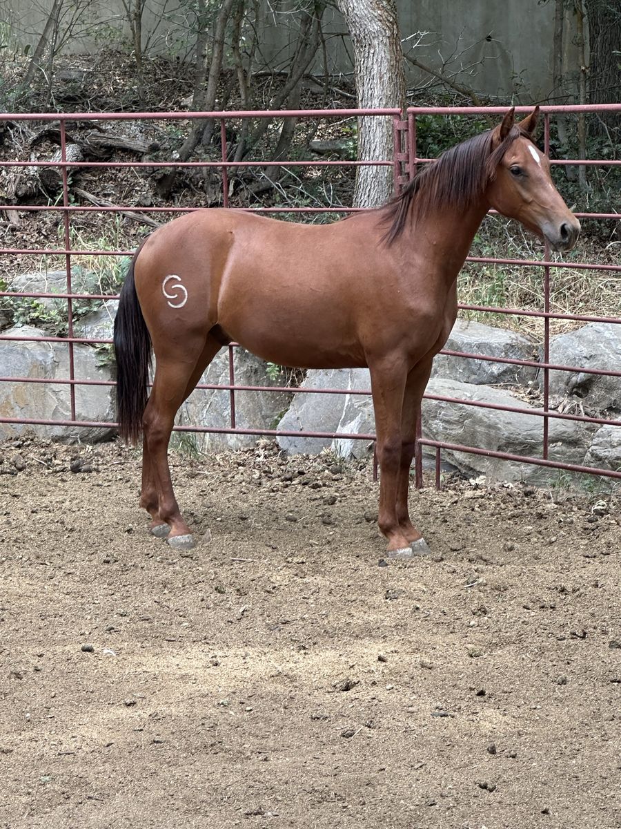 Registered Missouri Fox Trotter Gelding, Sorrel Color, DNA Tested, Payson UT