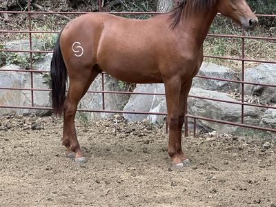 Registered Missouri Fox Trotter Gelding, Sorrel Color, DNA Tested, Payson UT
