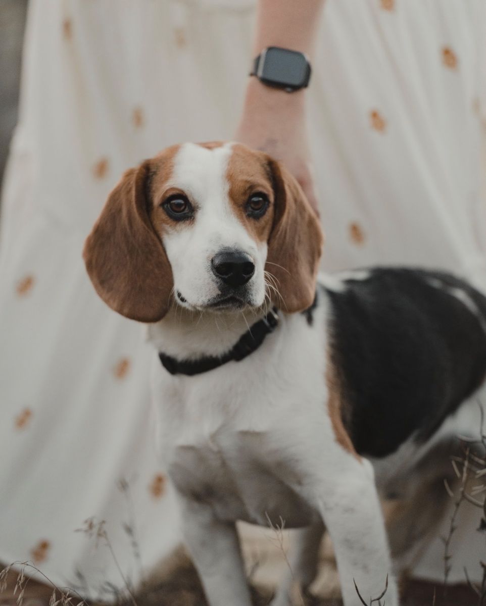 Beagle (Male 4yr old)