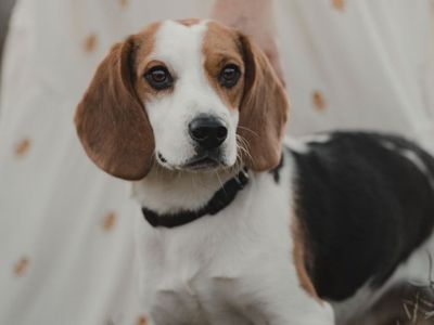 Beagle (Male 4yr old)
