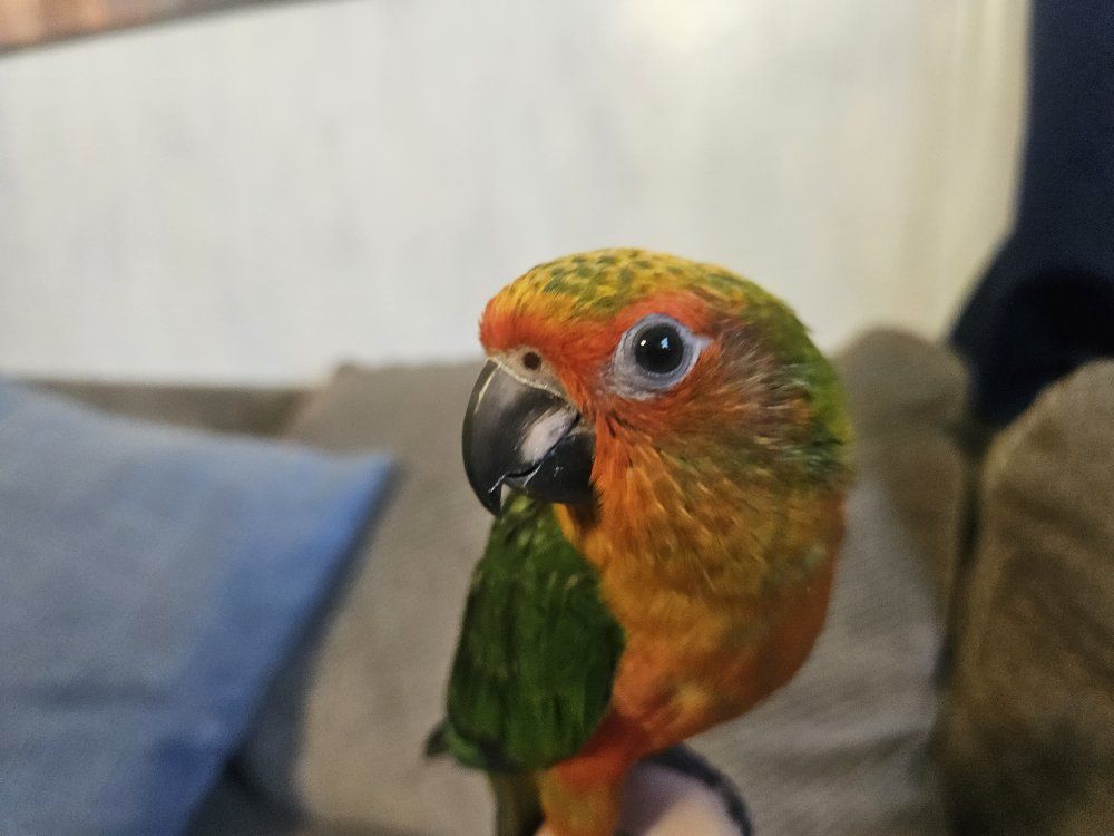 Baby Sun / Jenday Hybrid Conure (Sunday Conure)