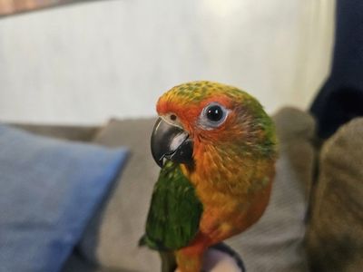 Baby Sun / Jenday Hybrid Conure (Sunday Conure)