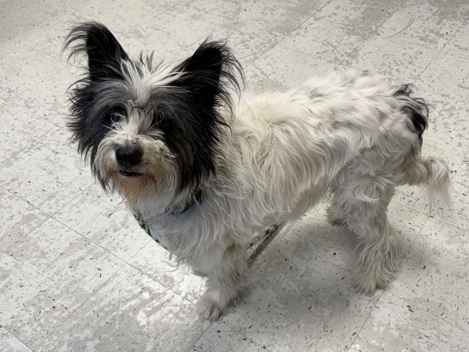 A160613 Muffin is Available for Adoption!