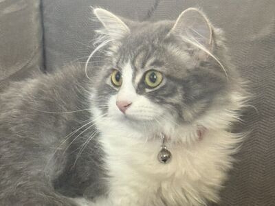 Beautiful Mixed Female Kitty