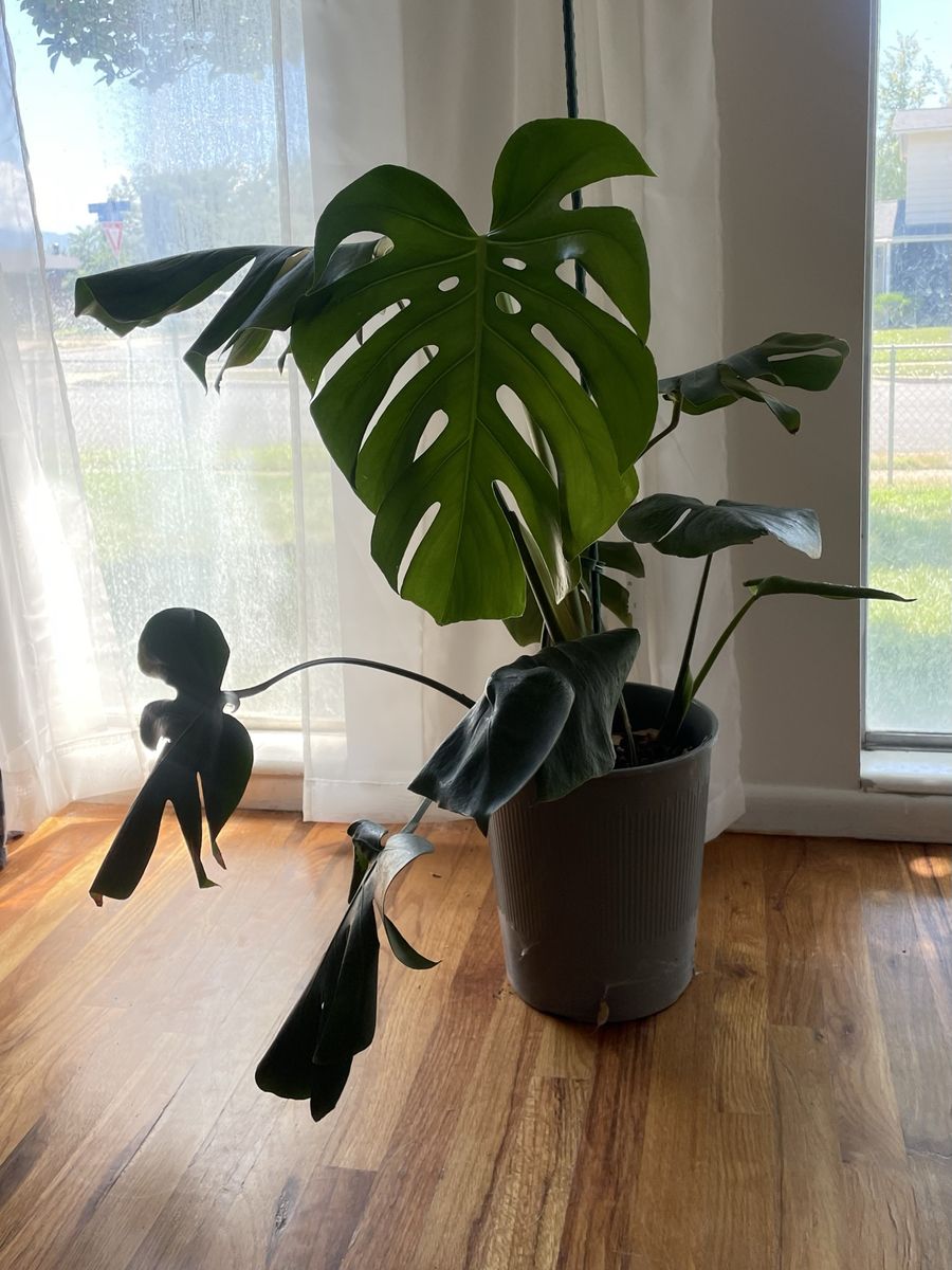 Monstera Plant