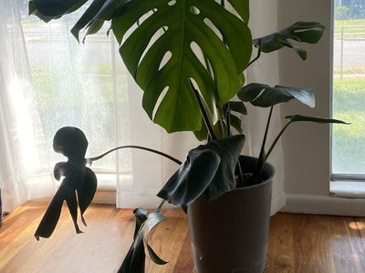 Monstera Plant