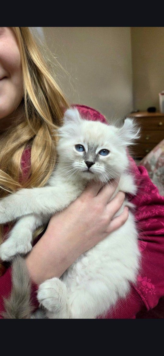 Price reduced. Puebred Ragdoll kittenand a  Highlander lynx kitten ( polydactyl