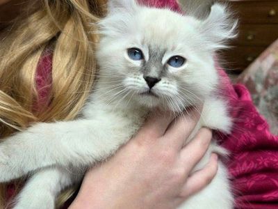 Price reduced. Puebred Ragdoll kittenand a Highlander lynx kitten ( polydactyl