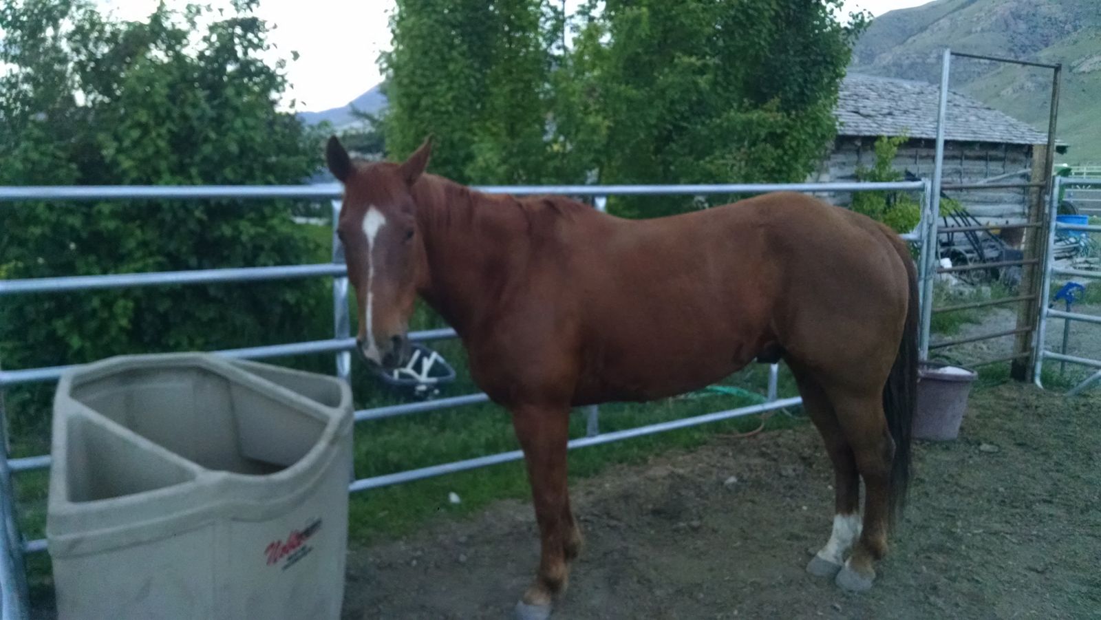 Rope horse