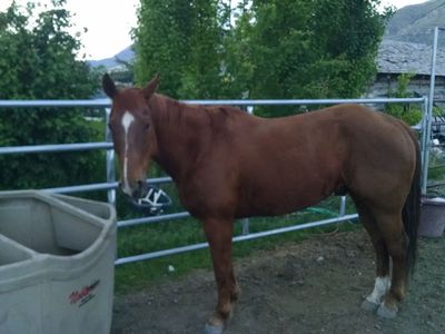 Rope horse