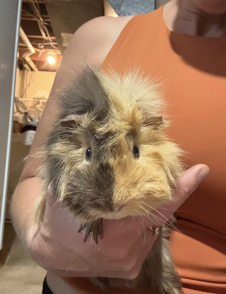Long Haired Guinea Pig And Cage