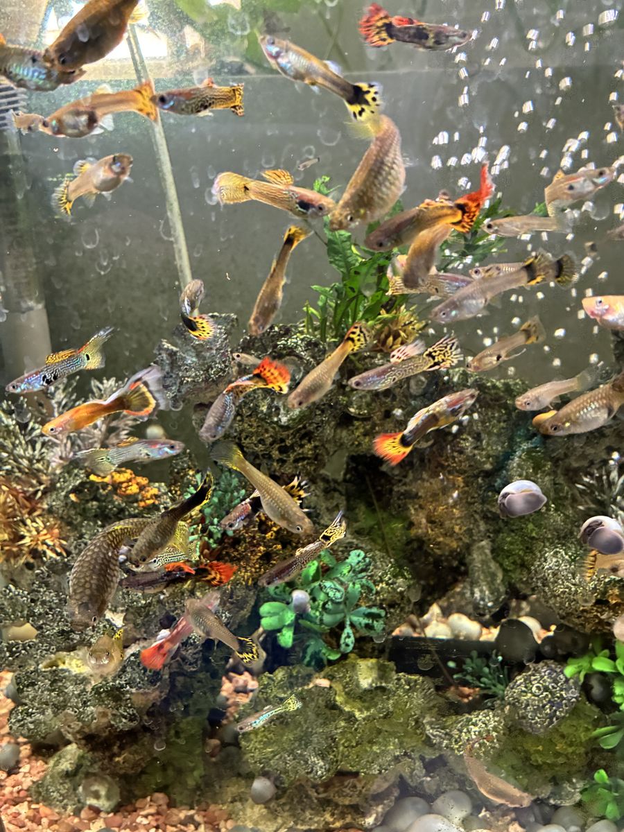 2/$3 Fancy Guppies Fish, Live Animals, Pets, Aquarium Tank Mates, Colorful Males and Females