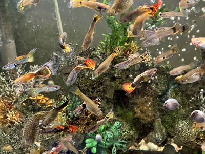 2/$3 Fancy Guppies Fish, Live Animals, Pets, Aquarium Tank Mates, Colorful Males and Females