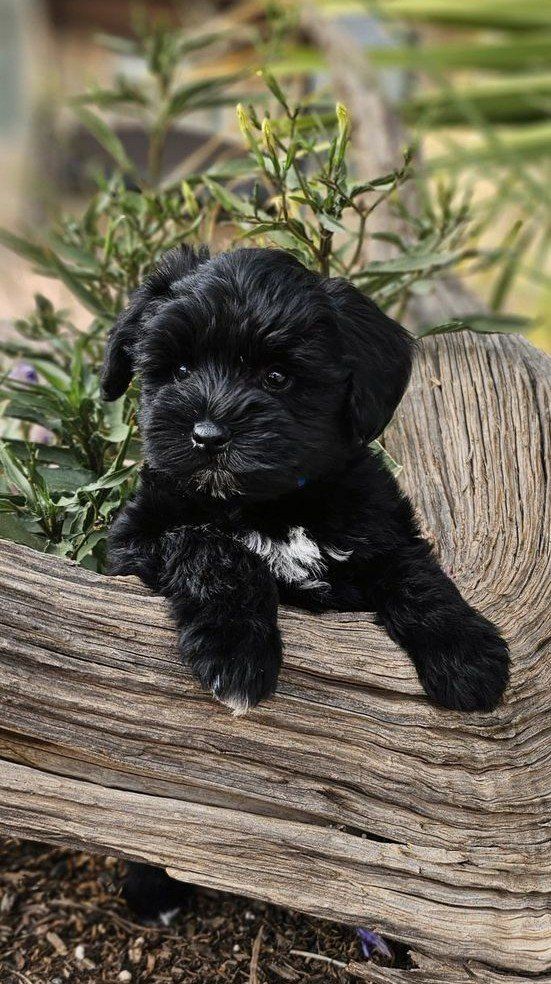 AKC Miniature Schnauzer Puppy