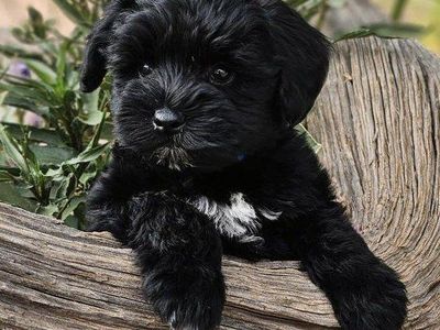 AKC Miniature Schnauzer Puppy