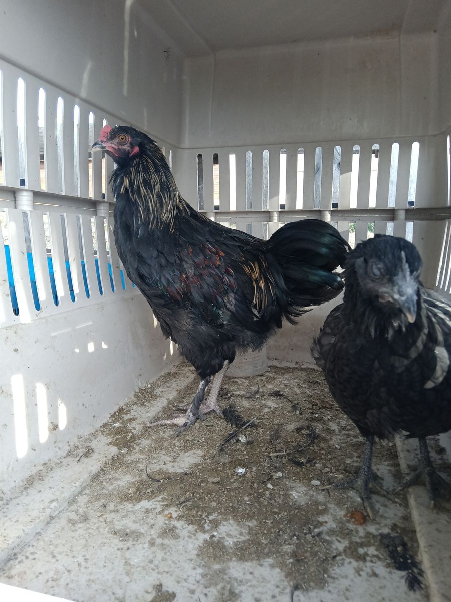 Young rooster
