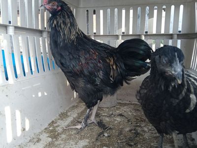 Young rooster