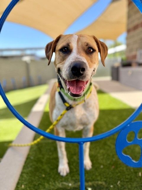 A162800 Nessie Available for Adoption!