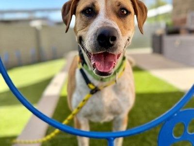 A162800 Nessie Available for Adoption!