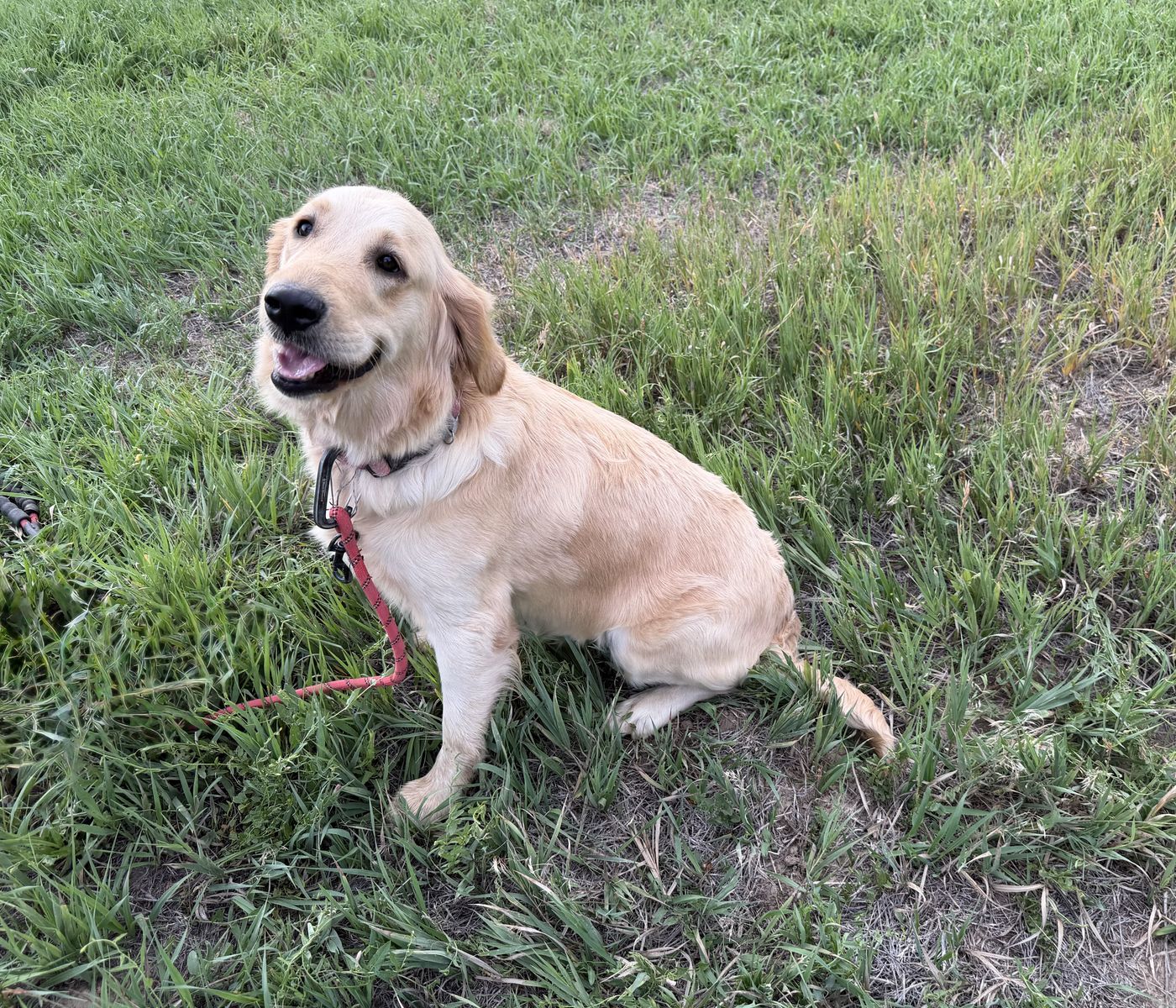 AKC golden retriever girl