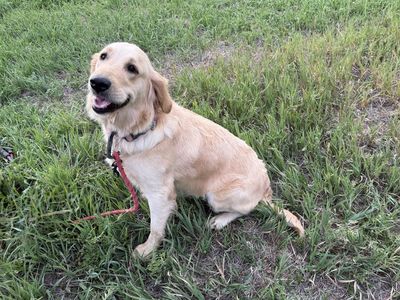AKC golden retriever girl