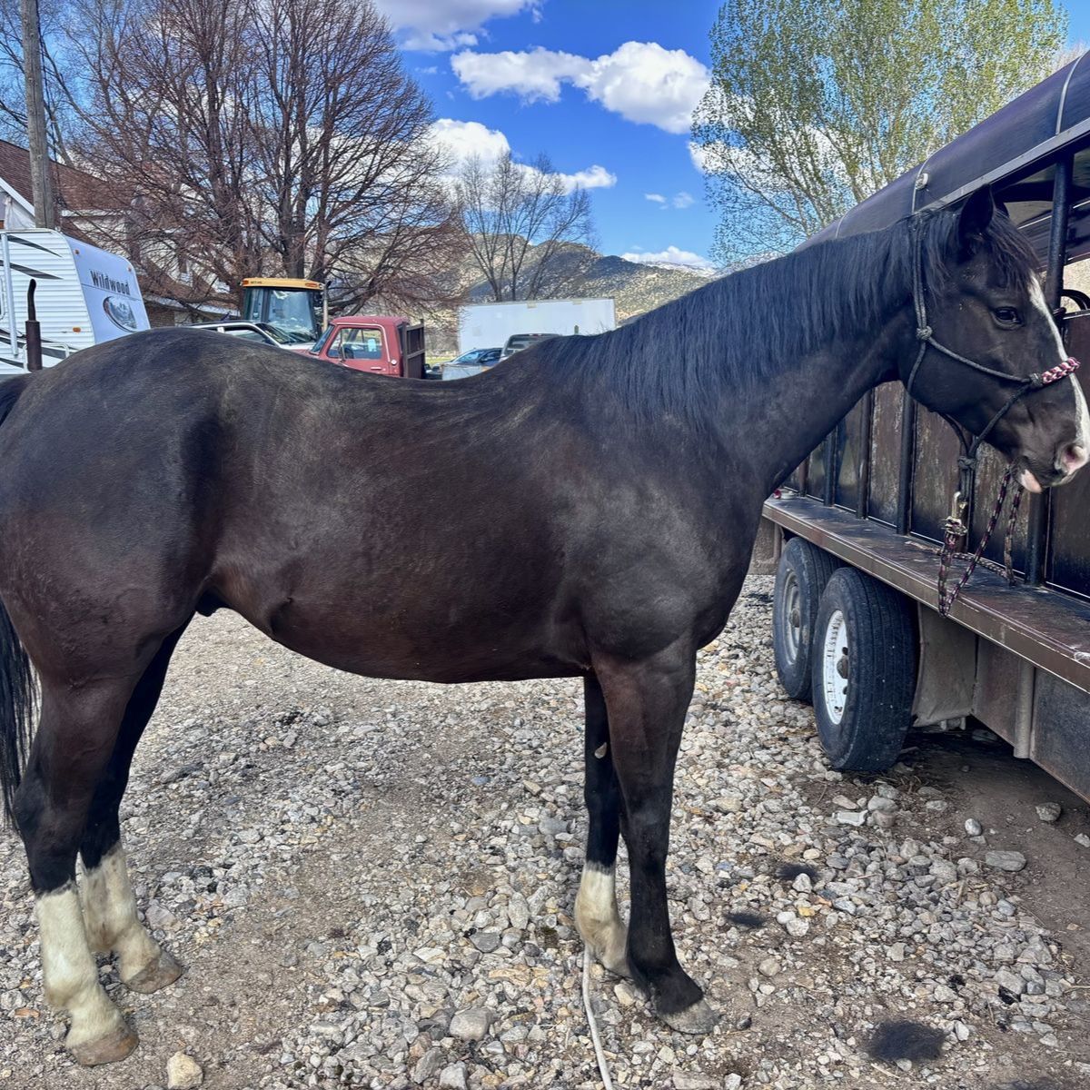 2019 Quarter Horse Gelding