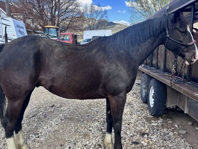 2019 Quarter Horse Gelding