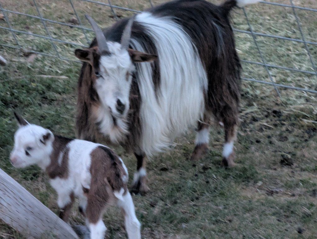Pure Bred Mini Silkie Fainting Goat and Doeling Kid - Beautiful Brown & White