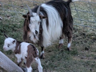 Pure Bred Mini Silkie Fainting Goat and Doeling Kid - Beautiful Brown & White