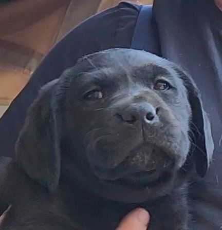 Adorable AKC Black Labrador Retriever Lab Puppies for Adoption