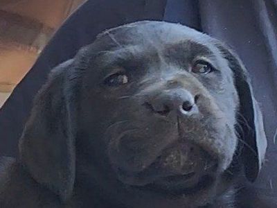 Adorable AKC Black Labrador Retriever Lab Puppies for Adoption