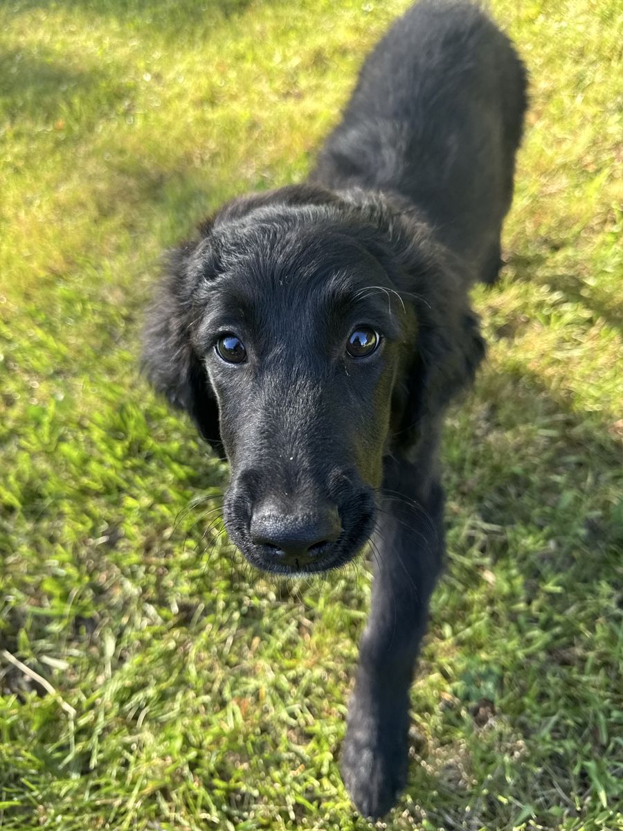 Golden Retriever x Aussiedoodle Puppy (LAST ONE!!)