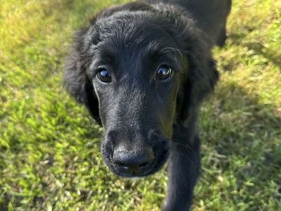 Golden Retriever x Aussiedoodle Puppy (LAST ONE!!)