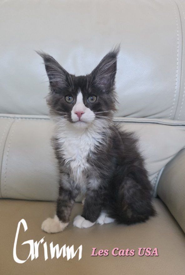Maine Coon Kitten, Grimm, M