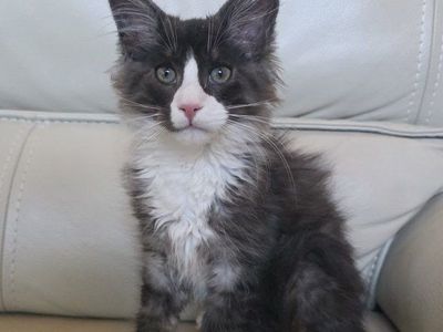 Maine Coon Kitten, Grimm, M