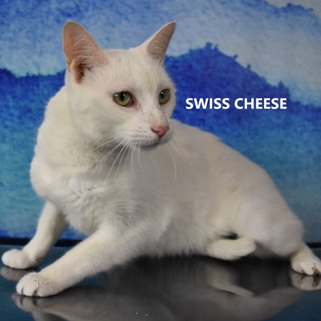 Hello my name is Swiss Cheese