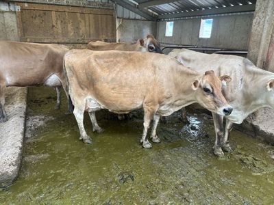Registered Jersey Nurse Cow
