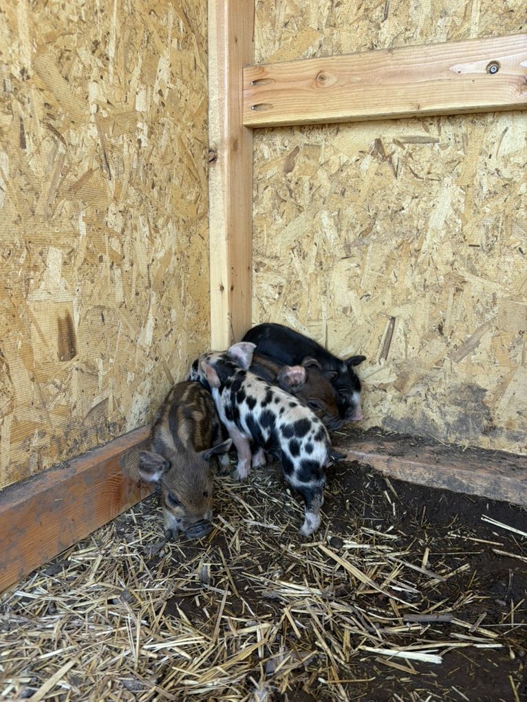 Piglets