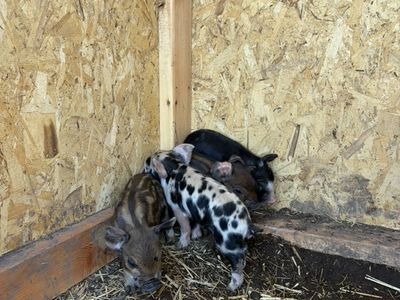 Piglets